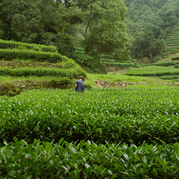 Amanfayun, China - Tea Plantations