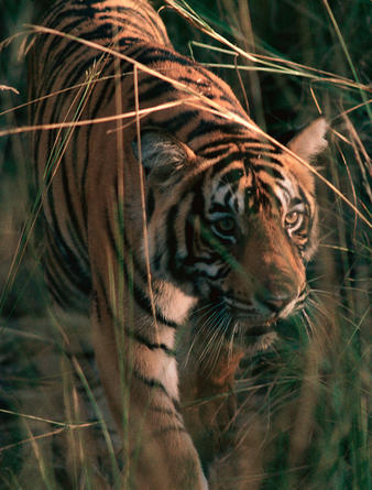 Aman-i-Khas, India - Tiger