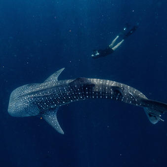 Amanwana, Indonesia - Experience, Whale Shark Excursion