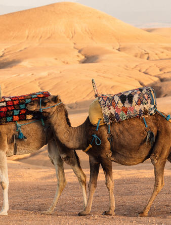 Amanjena Morocco Camel Riding