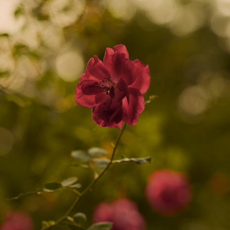 Aman-i-Khas-Roses, India - Gardens
