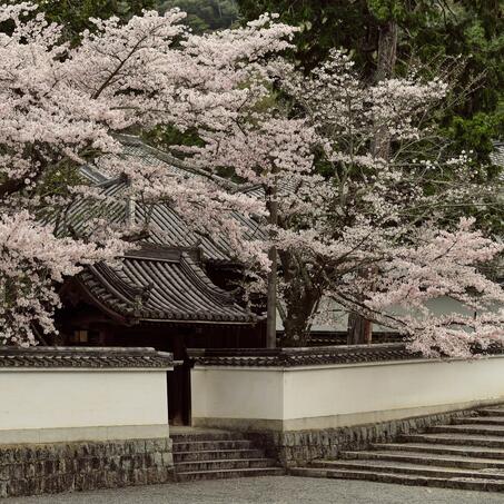 Aman-Kyoto-Sakura